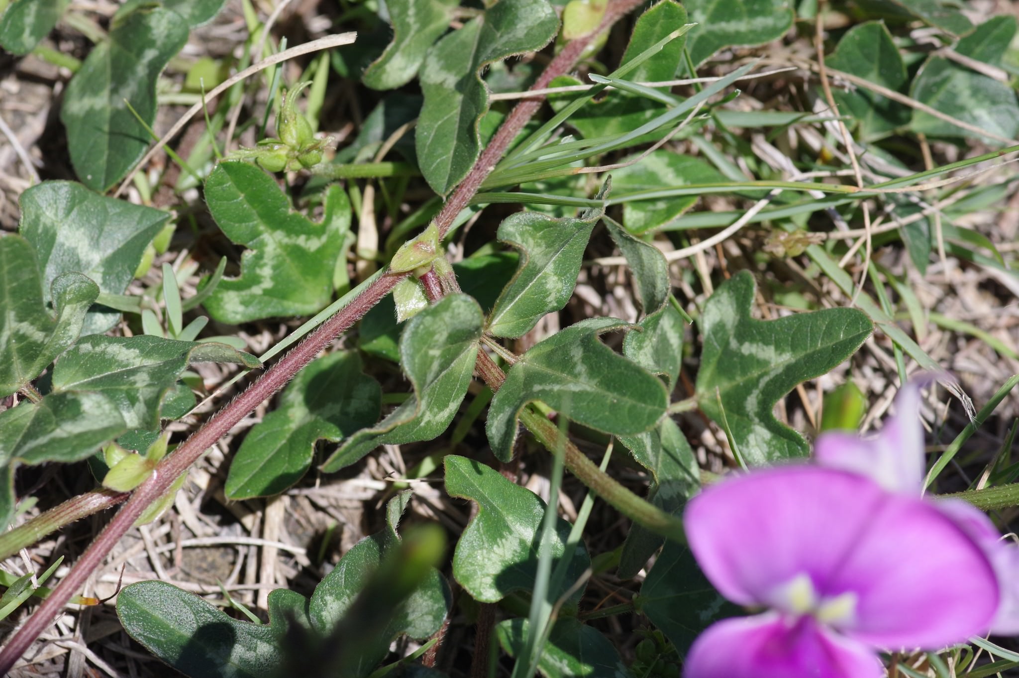 Vigna unguiculata